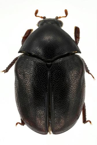 Orphilus sp.